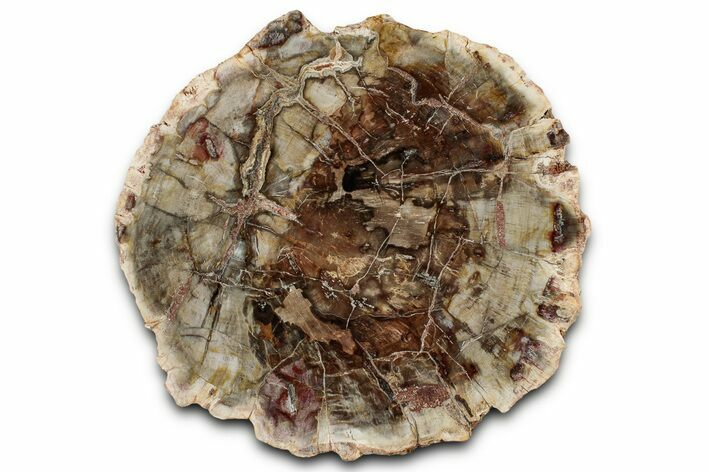 Beautiful, Petrified Wood (Araucaria) Slab - Madagascar #325539